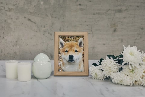 Gifting condolence money at dog’s funeral: a new ritual?