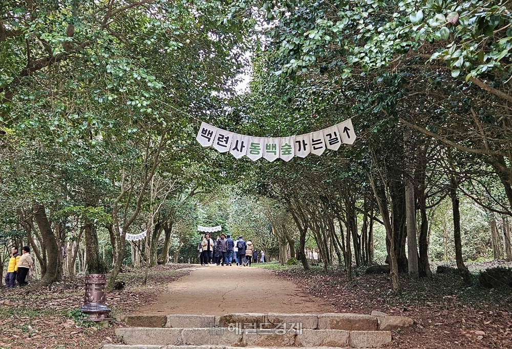 백련사의 자랑거리인 동백나무 숲길