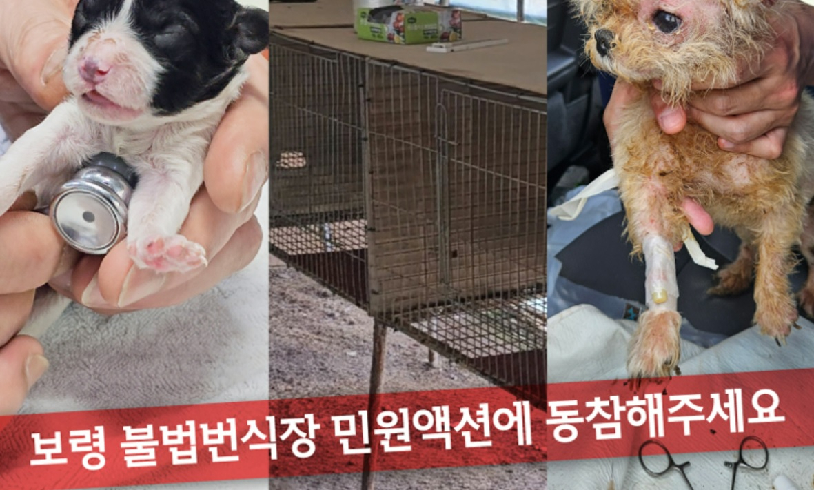 유명 동물보호단체가 '민원에 동참해 달라'며 '좌표 찍기'를 한 글