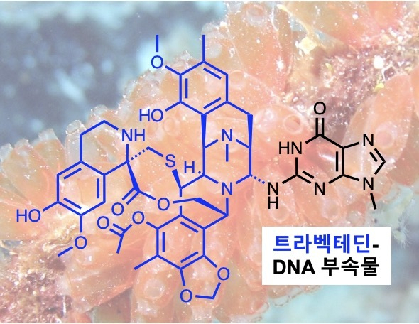 항암제 트라벡테딘트라벡테딘은 카리브해 멍게에서 최초로 추출된 항암 약물로, 세포독성 DNA 부가물을 형성하는 것으로 알려져 있다. 이 약물은 연조직육종과 난소암 치료에 사용되며, 대부분의 항암제와는 달리, DNA 복구기능이 활성화된 세포에서 그 효과를 완전히 발휘한다.[IBS 제공]