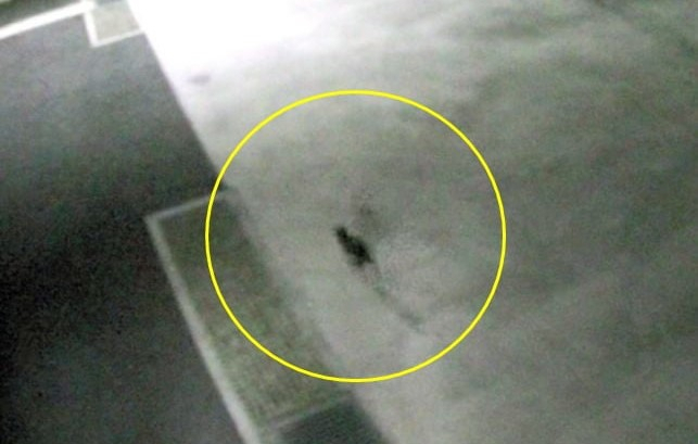 '6가 크롬'이 든 수조에 빠졌다가 탈출하는 고양이. [아사히신문]