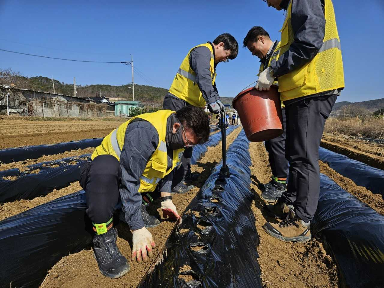 감자를 심고 있는 새울본부 관계자, 건설 시공사 직원들. [사진=새울원자력본부]
