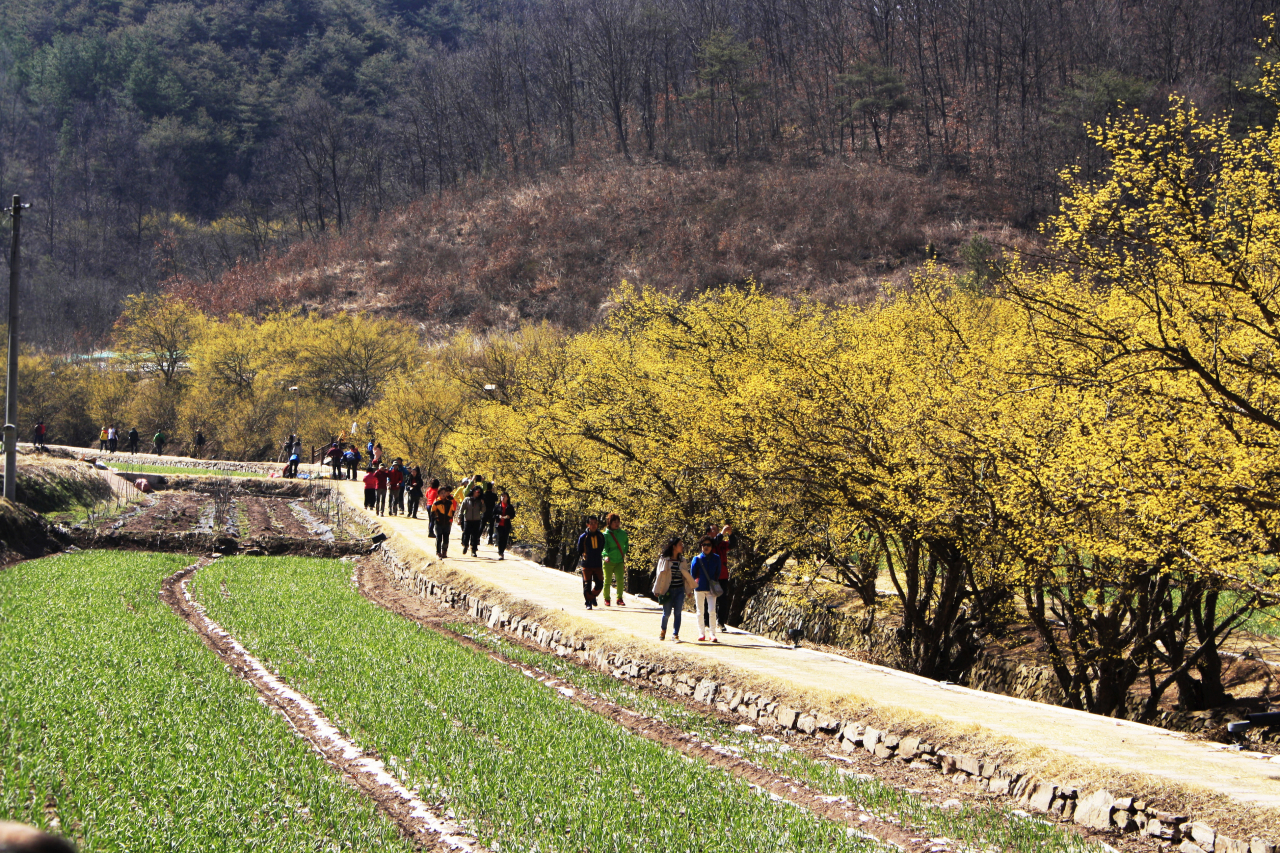 의성 산수유길 모습.[경북도 제공]
