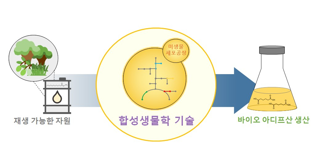 지방산 유래산물로부터 바이오 아디프산 생산이 가능한 효모 균주.[한국화학연구원 제공]