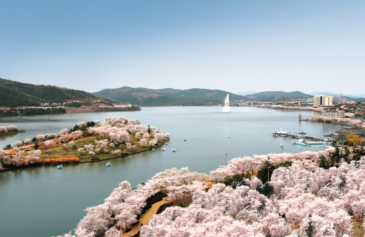 경주보문호 벚꽃 사진.[경주시 제공]