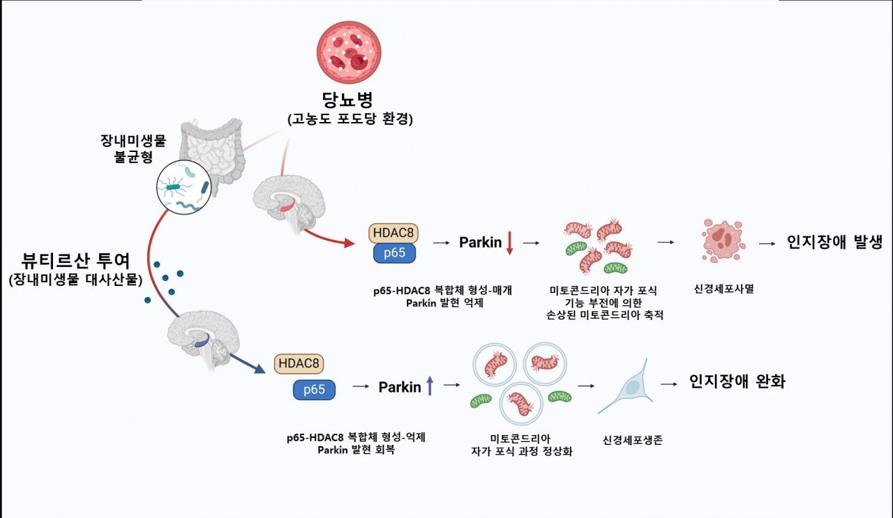 뷰티르산에 의한 당뇨병성 인지장애 회복 기전.[서울대학교 제공]