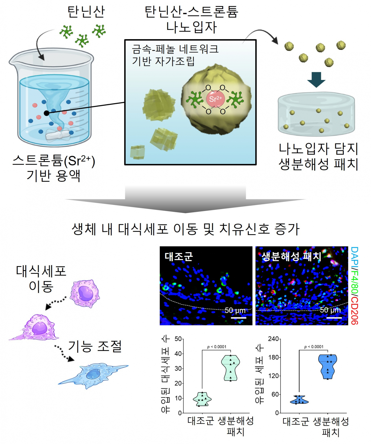 자가조립을 활용한 탄닌산-스트론튬 나노입자 및 나노입자 담지 생분해성 패치 제작 모식도.[한양대학교 제공]