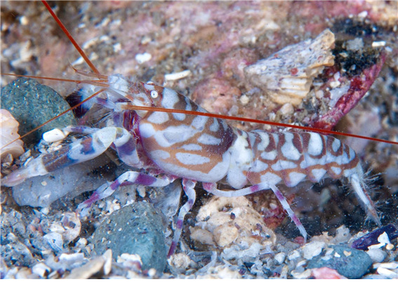 제주 서귀포 섶섬 연안에서 발견된 미기록 딱총새우류인 알페우스 벨루루스(Alpheus bellulus), 국면은 호랑무늬딱총새우[국립생물자원관 제공]