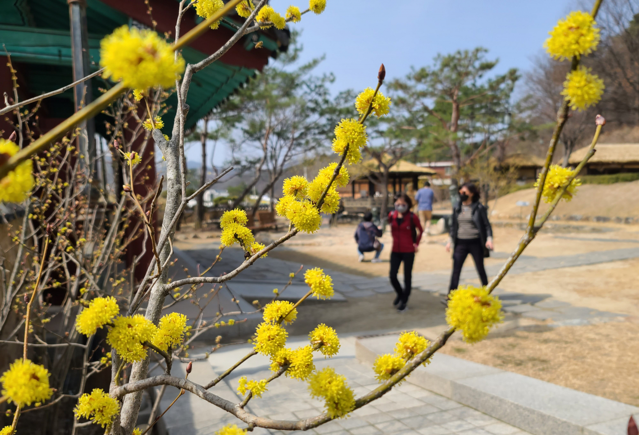 김유정문학촌의 노란 동백