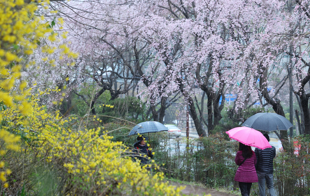 25일 오후 부산 해운대구 한 거리에 활짝 핀 개나리와 벚꽃 사이로 우산을 쓴 시민들이 지나가고 있다.[연합]