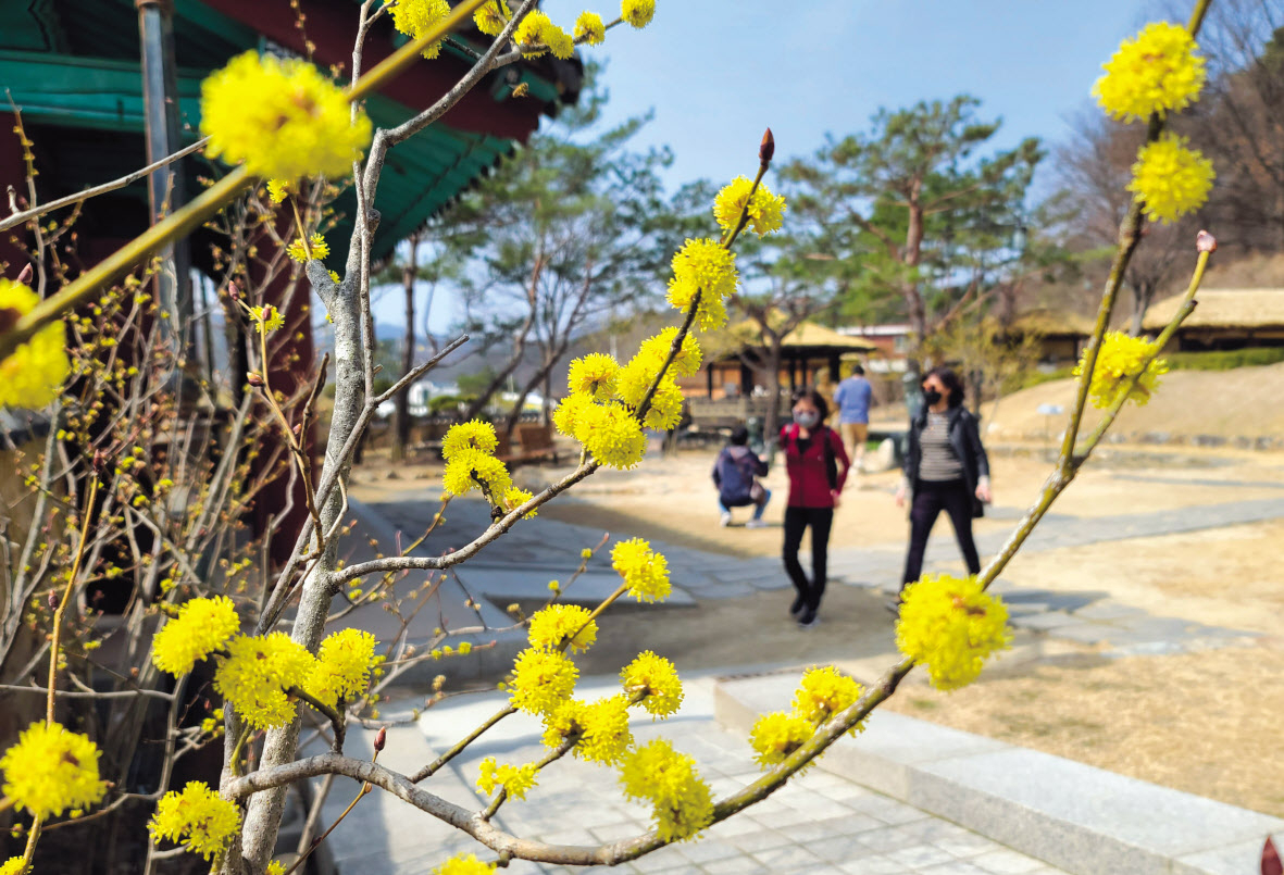 김유정문학촌의 노란 동백