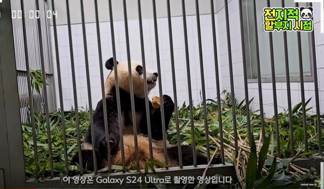 다음달 3일 중국으로 송환을 앞둔 푸바오가 검역실에서 워토우(영양빵) 간식을 먹고 있다. 해당 영상은 삼성전자의 갤럭시S24 울트라 제품으로 촬영됐다. [유튜브 말하는동물원 뿌빠TV 캡처]