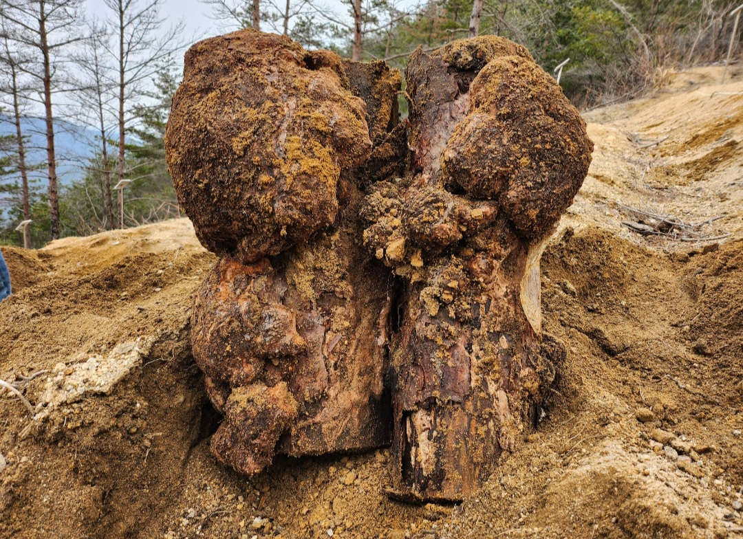 산불피해목으로 재배된 복령(약용버섯류)