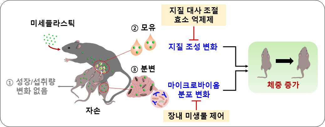 모체가 섭취한 초미세플라스틱이 자손의 체중 증가를 유도하는 과정.[한국생명공학연구원 제공]
