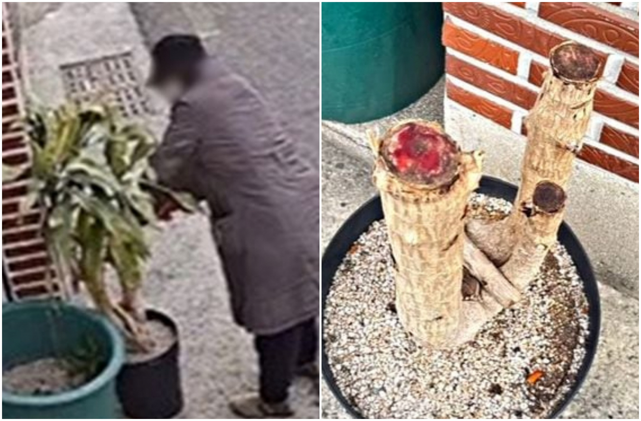 카페 입구에 내놓은 행운목이 행인에 의해 훼손되고 있는 모습이 담긴 CCTV를 카페 주인이 인스타그램에 공개했다. [인스타그램]