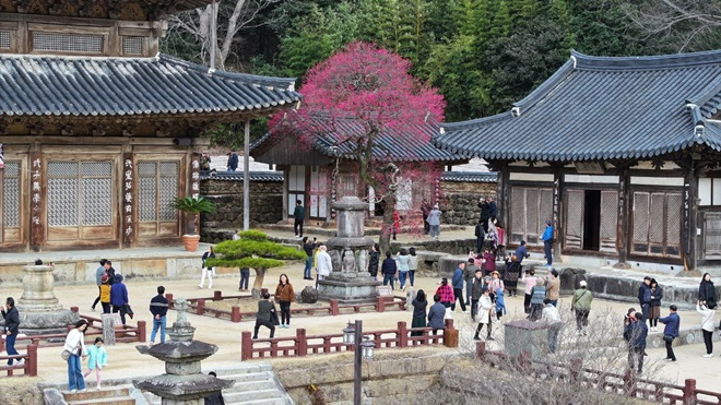 구례 화엄사 홍매화 관람 인파로 3월 내내 붐빈 화엄사 경내. [화엄사 제공]