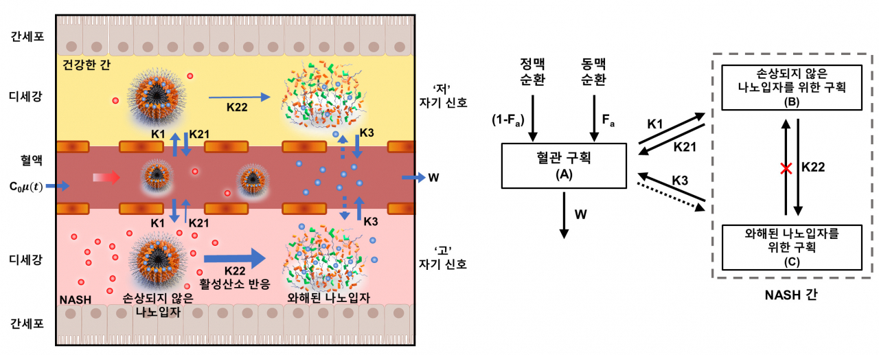 망간 이온 결합 빌리루빈 나노입자의 비알콜성 지방간염에서의 모니터링 모식도.[KAIST 제공]