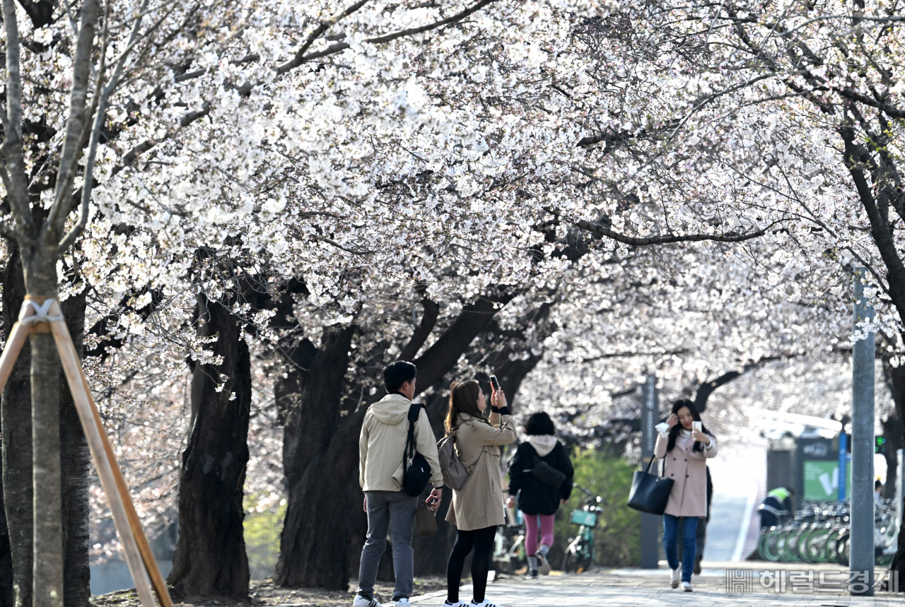 “어제는 반팔, 내일은 목도리” 들쑥날쑥 날씨…벚꽃 언제 필지 아무도 몰라 [지구, 뭐래?]