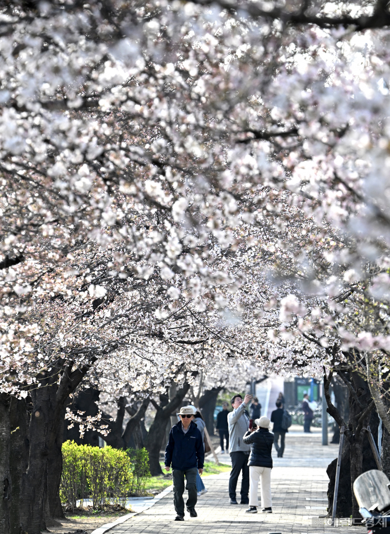 아름답게 피어난 '벚꽃' [임기자의 뷰파인더]