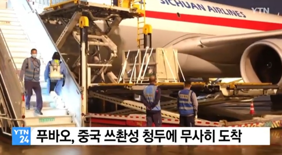 푸바오의 무사 도착을 보도하는 YTN 화면 캡쳐