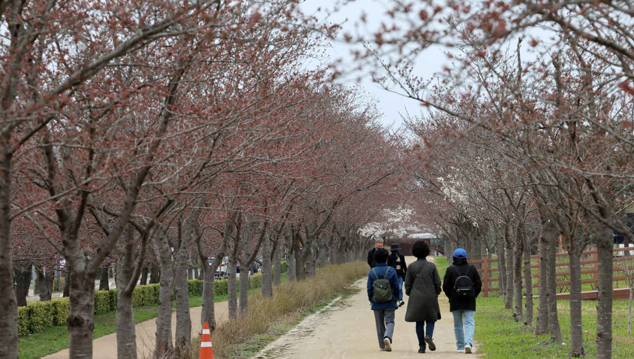 4일 강원 강릉시 경포대 일원의 벚나무가 아직 개화하지 않아 썰렁한 모습이다. [연합]