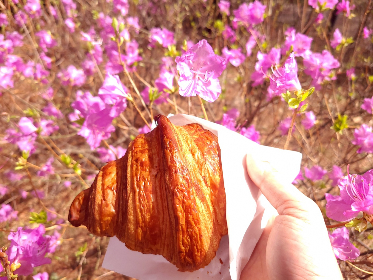 끔찍한 시련이 아름다운 이유…봄꽃을 닮은 빵 크루아상[미담:味談]