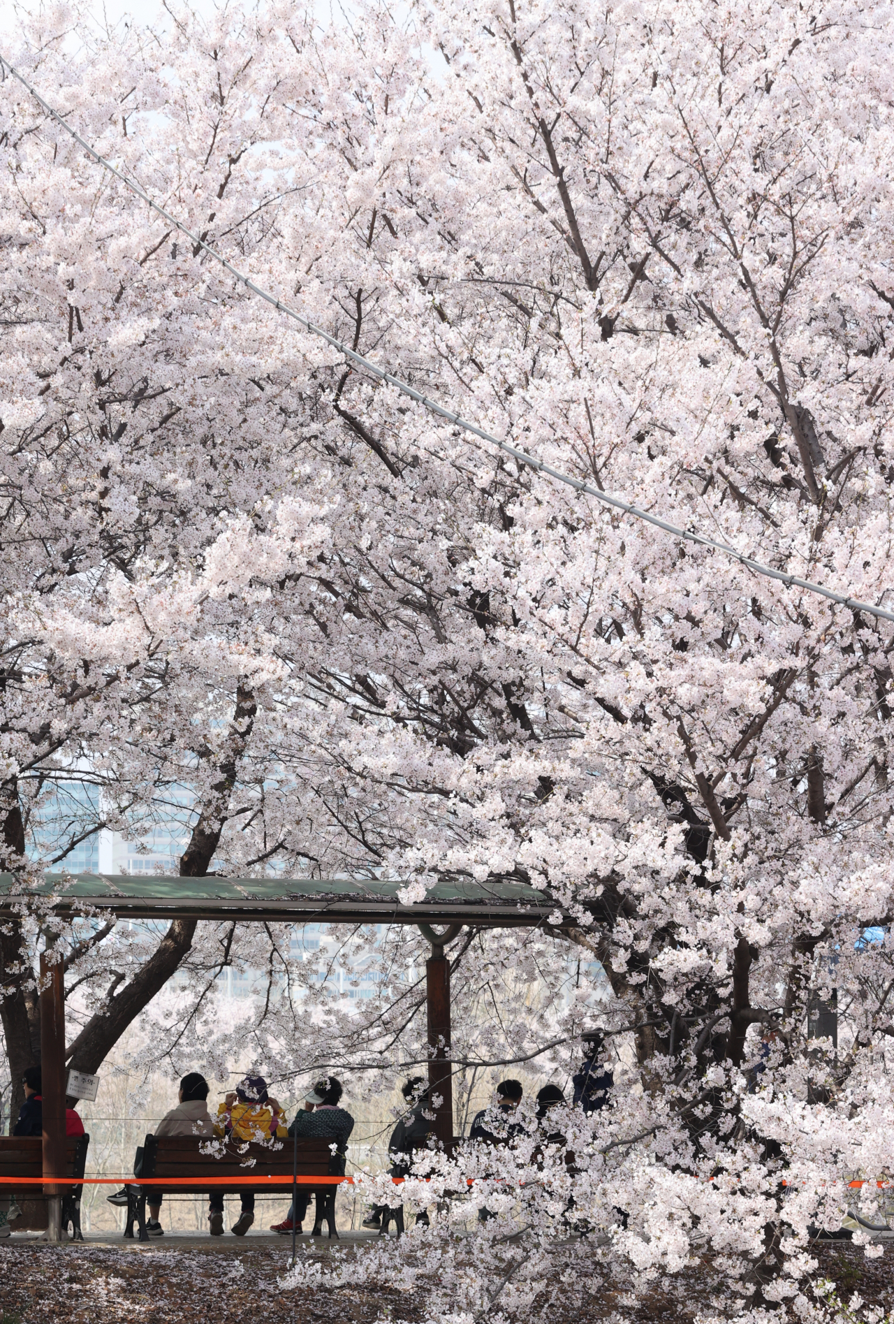 5일 오후 서울 영등포구 안양천 산책로에서 시민들이 만개한 벚꽃과 함께 봄을 즐기고 있다. 연합뉴스