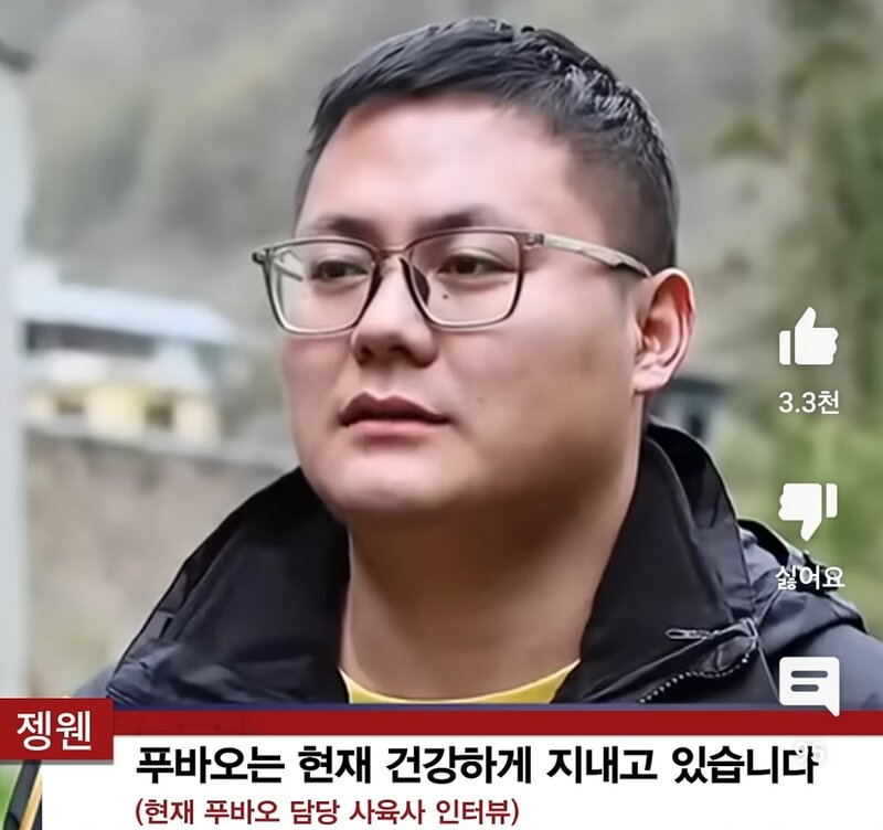 푸바오 적응 후 만날 두 총각판다..“구르기 걱정 아니다”[함영훈의 멋·맛·쉼]