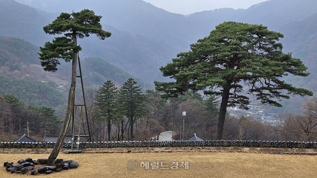 벽송사의 상징인 두 그루의 소나무. 왼쪽이 미인송, 오른편이 도인송이다.