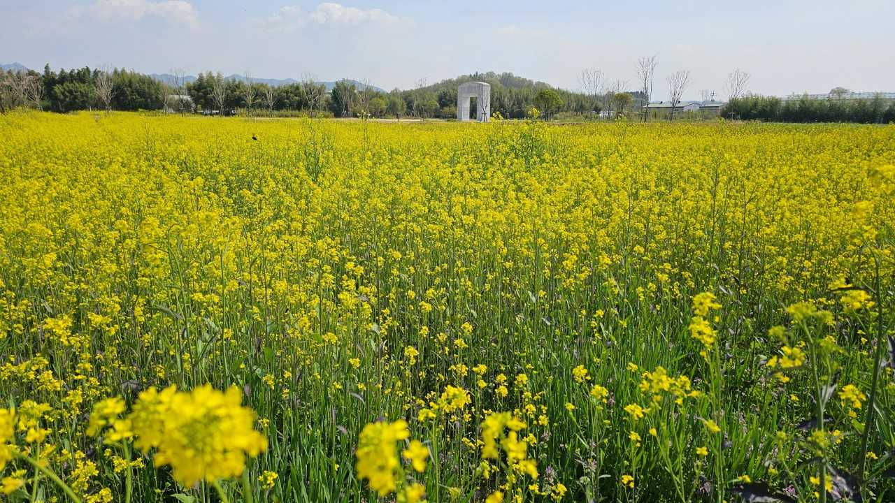 담양군, 대나무박물관 주변 유채꽃 경관 단지 조성
