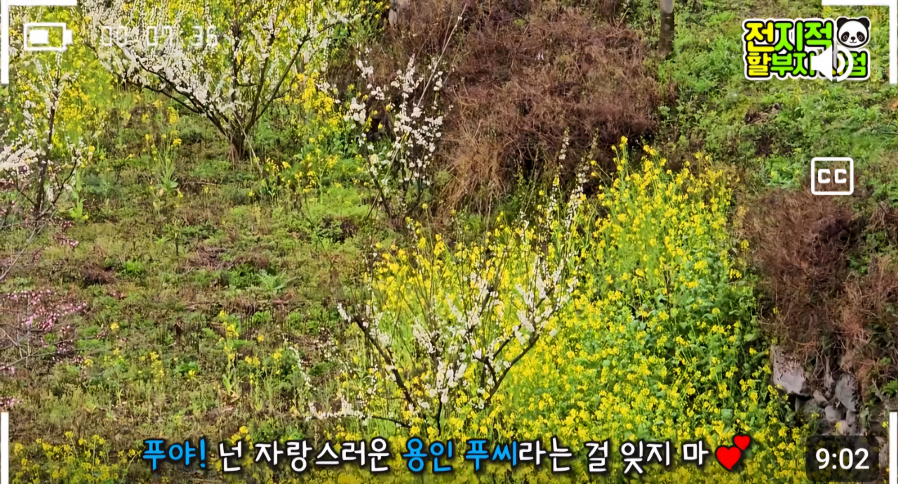판다기지에 핀 유채꽃