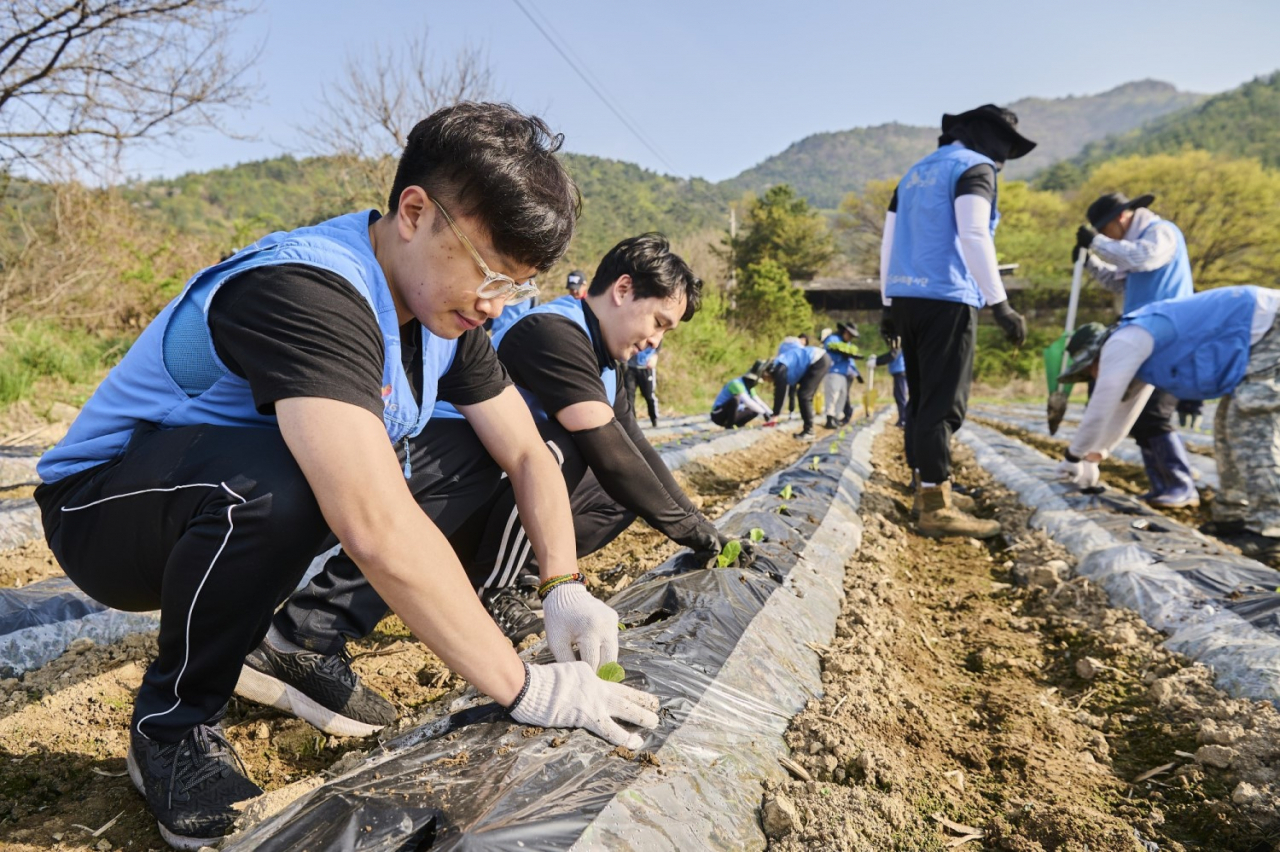 봉사활동에 참여한 KT&G 임직원들이 잎담배 모종을 이식하고 있다. [KT&G 제공]