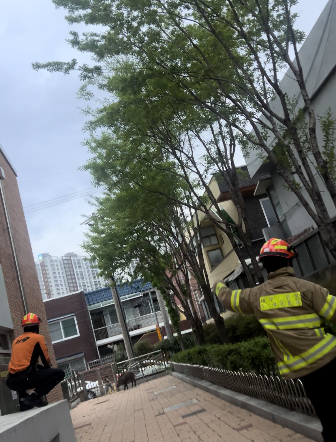 [대구소방안전본부 제공]