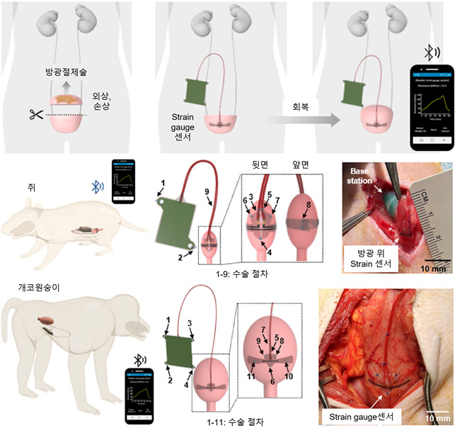 방광 기능 모니터링을 위한 무선 이식형 플랫폼(위), 쥐 모델 실험 셋업(중간), 개코원숭이 실험 셋업(아래).[KAIST 제공]
