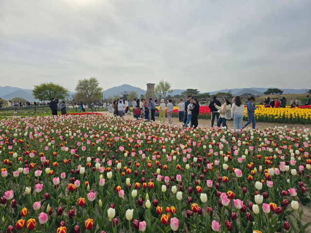 동부사적지 일원에 만개한 튤립 등 봄꽃을 보기 위한 시민과 관광객들 발길이 이어지고 있다.[경주시 제공]