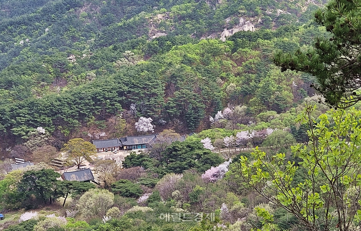 천태산 중턱에서 내려다 본 영국사