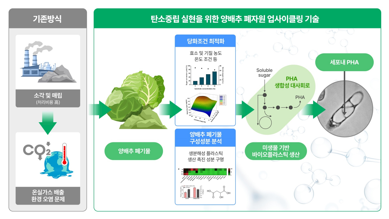 양배추 폐기물 업사이클링 기술 모식도.[세계김치연구소 제공]