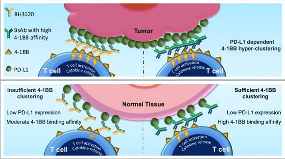 북경한미가 지난해 미국암연구학회(AACR 2023)에서 발표한 'BH3120'의 작용 기전. [한미 제공]