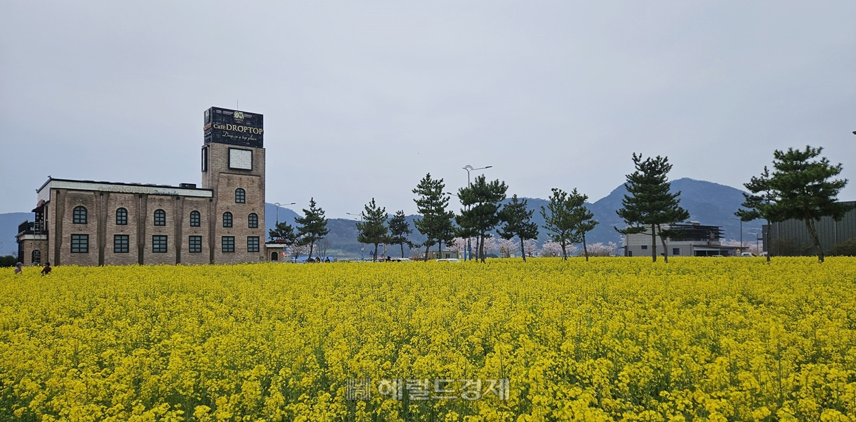 법성포의 유채밭