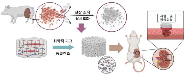 신속한 지혈과 창상 회복을 돕는 신장 ECM 기반 스펀지 소재 제작 및 작용 모식도.[포스텍 제공]