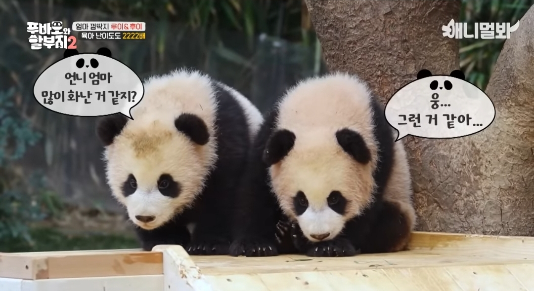 푸바오와 할부지 영상중 엄마 아이바오에게 혼난 쌍둥이 루이바오, 후이바오의 모습