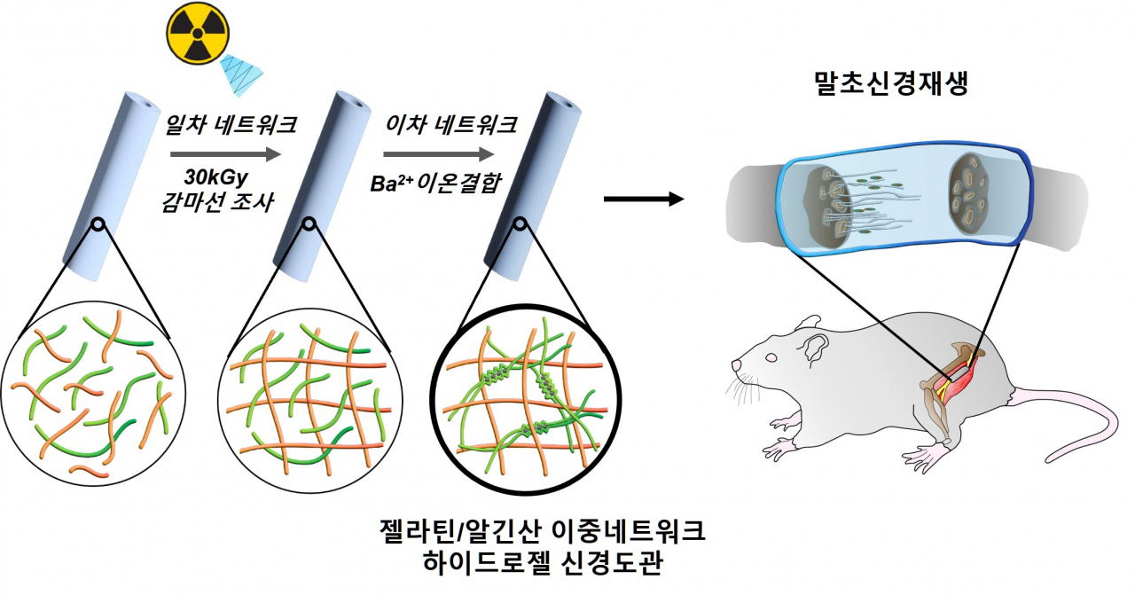 감마선 조사 이중네트워크 하이드로젤(수화젤) 신경도관 모식도.[GIST 제공]