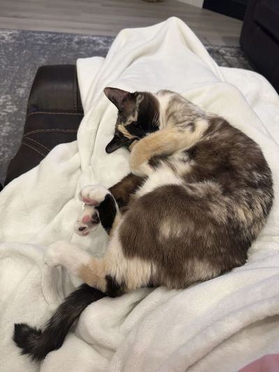 갈레나 [AP=연합뉴스]