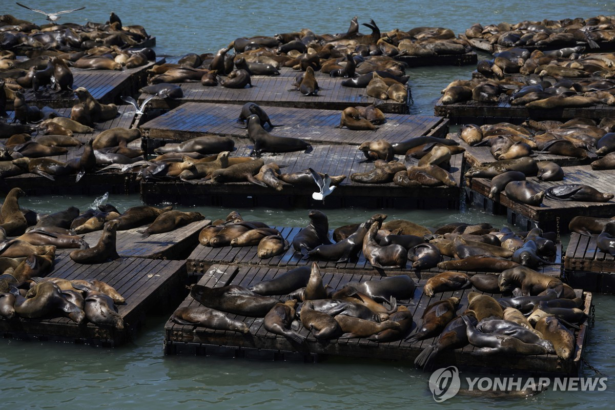 2일(현지시간) 미국 샌프란시스코항 제39 부두에 모여든 바다사자떼. 2024.5.2 [AP=연합]