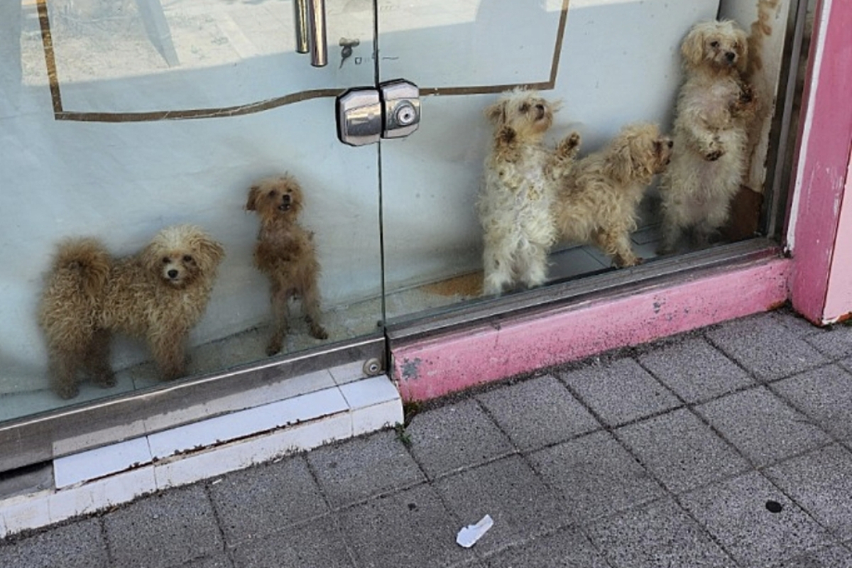 털이 지저분한 상태인 반려동물 분양업소 개. [온라인 커뮤니티 캡처]