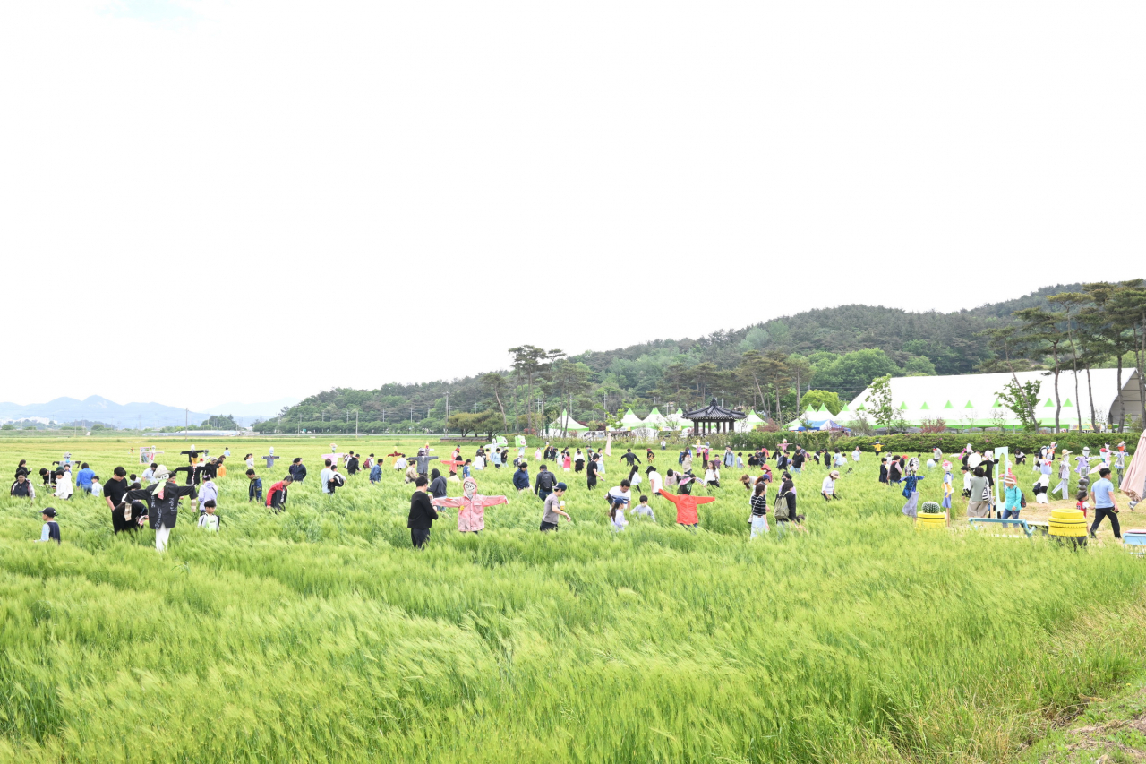 찰보리밭