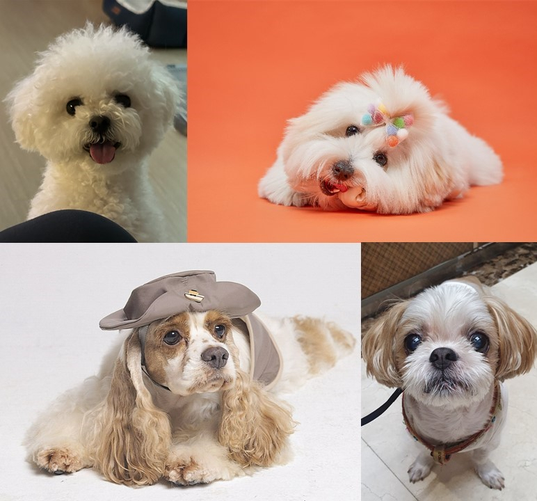 Behind the making and marketing of ‘trendy’ dog breeds - The Korea Herald