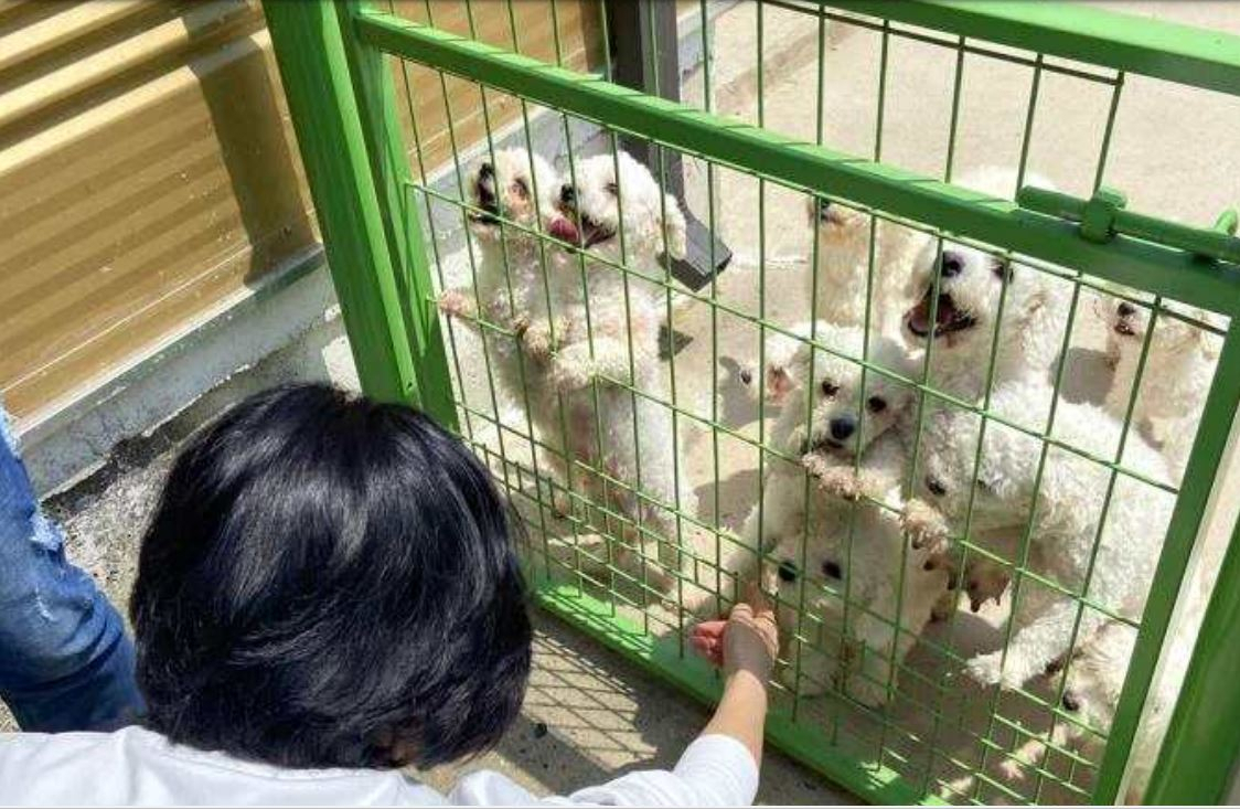 “40일만에 엄마랑 생이별” 눈도 못 뜬 새끼 강아지들…경매장에 끌려간다 [지구, 뭐래?]