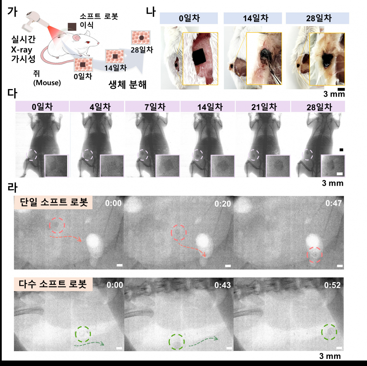 소형동물(Mouse)을 이용한 소프트 의료로봇 검증.[조선대학교 제공]