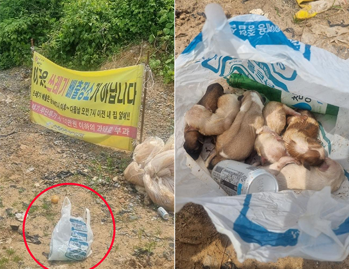 지난 20일 충남 태안 안면읍에서 쓰레기 봉투에 산 채로 버려진 새끼 강아지 6마리. [태안동물보호협회 홈페이지 캡처]